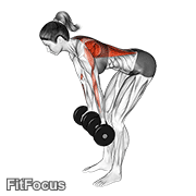 Dumbbell Reverse Grip Row (female) GIF