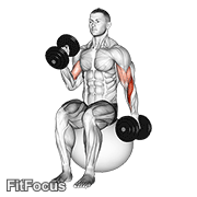 Dumbbell Seated Alternate Hammer Curl On Exercise Ball GIF