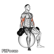 Dumbbell Seated Biceps Curl (on Stability Ball) GIF