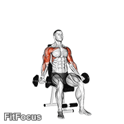 Dumbbell Seated Biceps Curl To Shoulder Press GIF