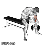 Dumbbell Seated Revers Grip Concentration Curl GIF