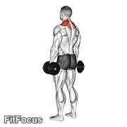 Dumbbell Shrug GIF