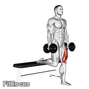 Dumbbell Single Leg Split Squat GIF