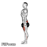 Dumbbell Squat GIF