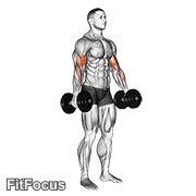 Dumbbell Standing Biceps Curl GIF