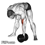 Dumbbell Standing Concentration Curl GIF