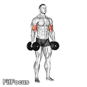 Dumbbell Standing Inner Biceps Curl V. 2 GIF