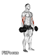 Dumbbell Standing Reverse Curl GIF