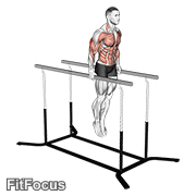 Elbow Dips (elbow dip) GIF — animated arms exercise demonstration