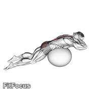 Exercise Ball Back Extension With Hands Behind Head GIF