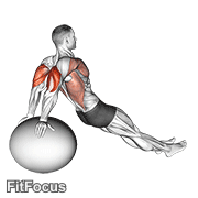 Exercise Ball Dip GIF — animated arms exercise demonstration