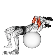 Exercise Ball Supine Triceps Extension GIF