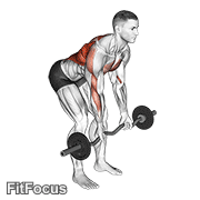 Ez Bar Reverse Grip Bent Over Row GIF