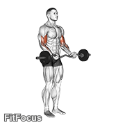 Ez Barbell Curl (ez bar curl) GIF — animated arms exercise demonstration