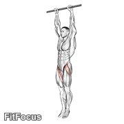 Hanging Leg Raise animated form demonstration