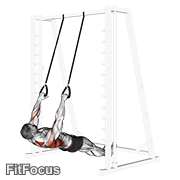 Inverted Row With Straps GIF