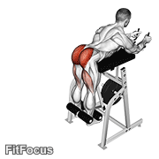 Lever Reverse Hyperextension GIF
