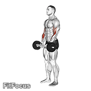 Olympic Barbell Hammer Curl GIF