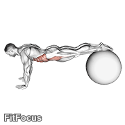 Pull-in (on Stability Ball) GIF
