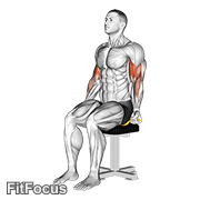 Resistance Band Seated Biceps Curl GIF