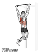 Scapular Pull-up GIF — animated back exercise demonstration