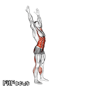 Side-to-side Toe Touch (male) GIF