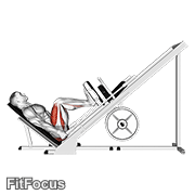 Sled 45° Leg Press (side POV) GIF