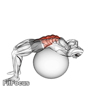 Stability Ball Crunch (full Range Hands Behind Head) GIF