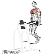 Triceps Dip animated form demonstration