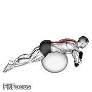Weighted Hyperextension (on Stability Ball) GIF