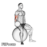 Weighted Seated Bicep Curl (on Stability Ball) GIF