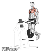 Weighted Tricep Dips GIF