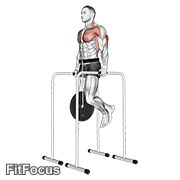 Weighted Triceps Dip On High Parallel Bars GIF — animated arms exercise demonstration